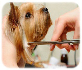 oh my dog pet salon